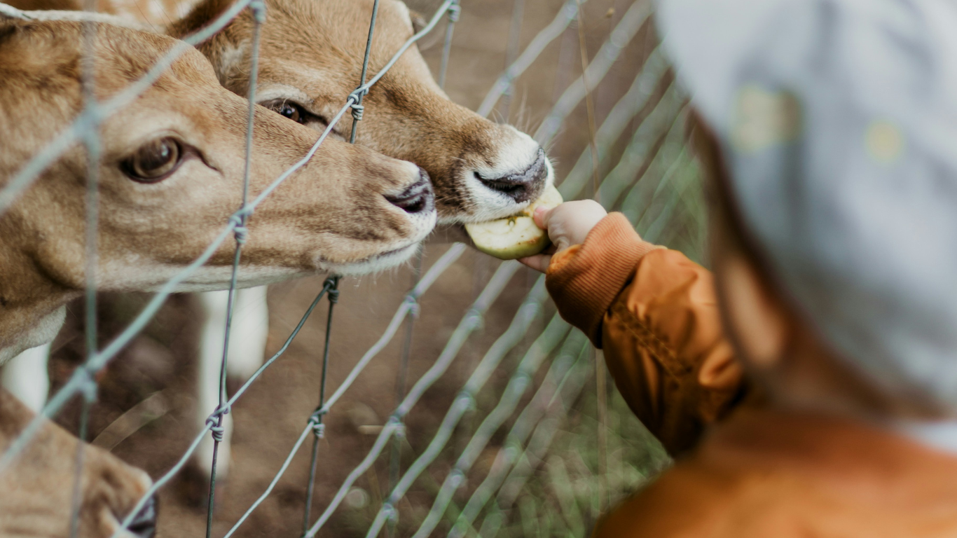 bermain di luar ruangan